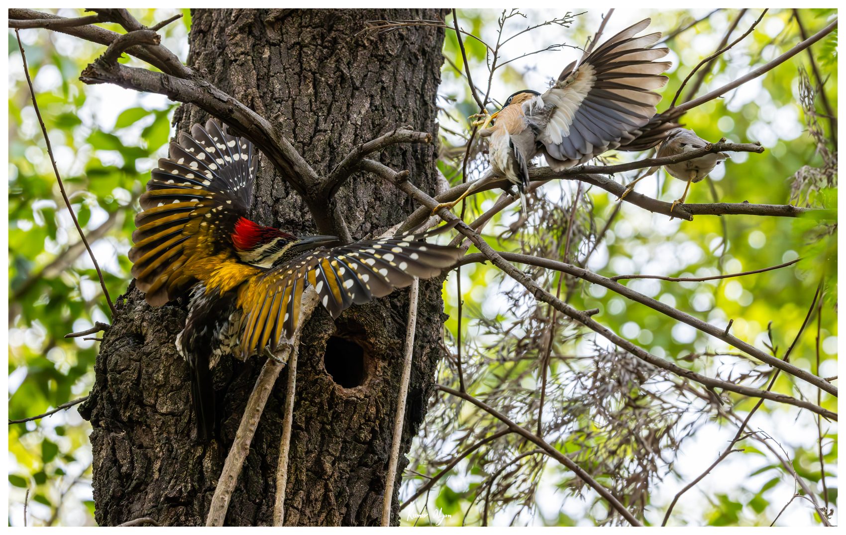 A Black-rumped Flameback at its nest hole in an old tree