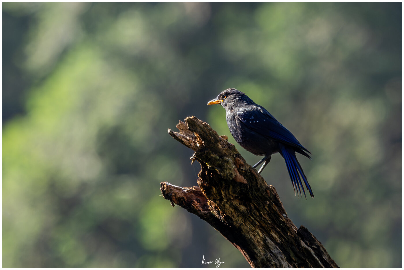 Blue Whistling Thrush