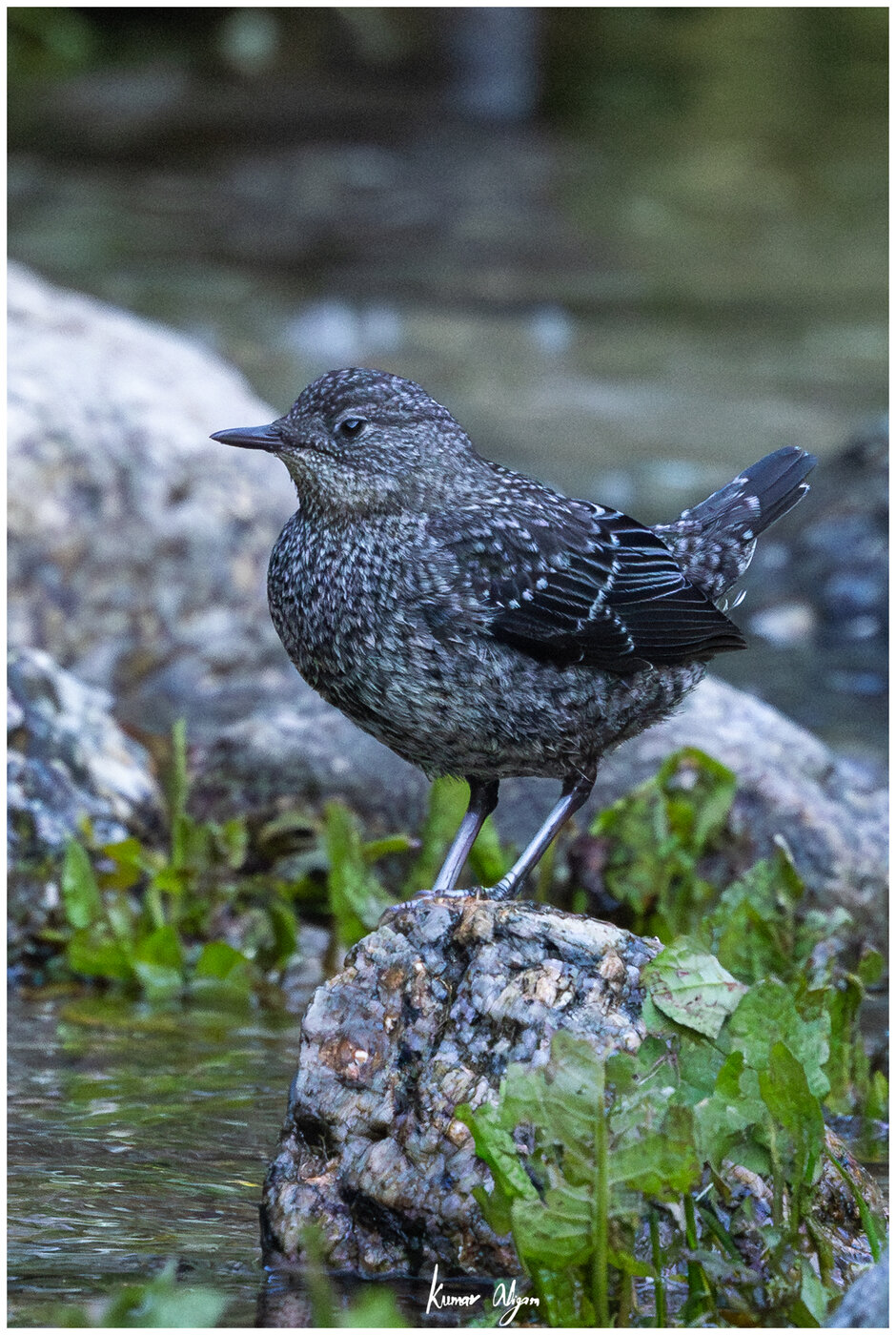 Brown Dipper juvenile