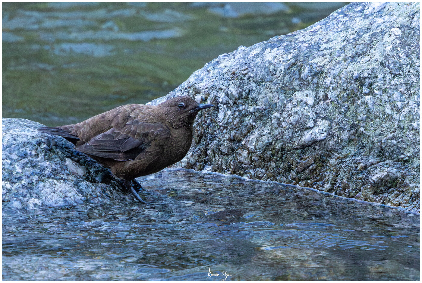 Brown Dipper