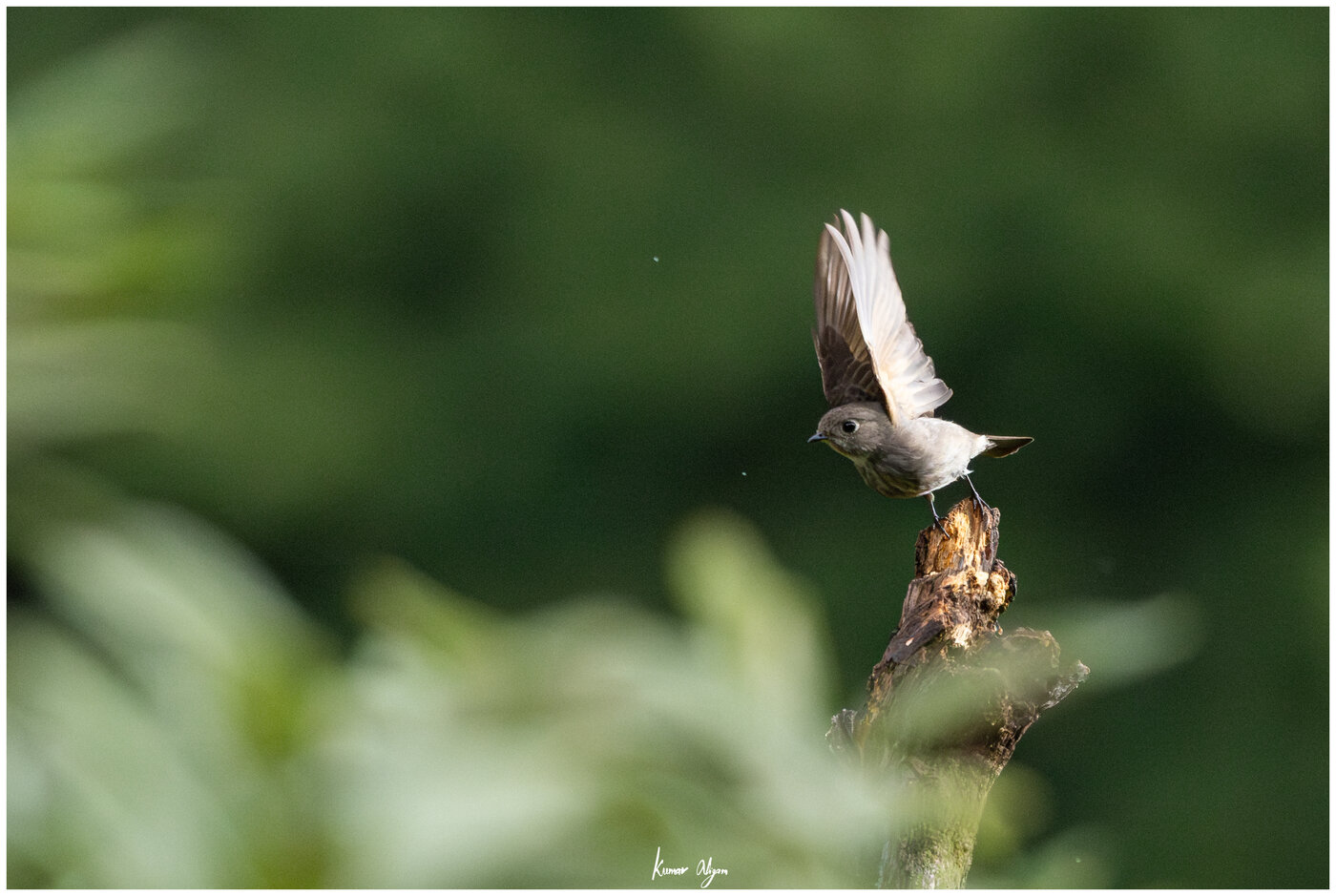 Dark-sided Flycatcher