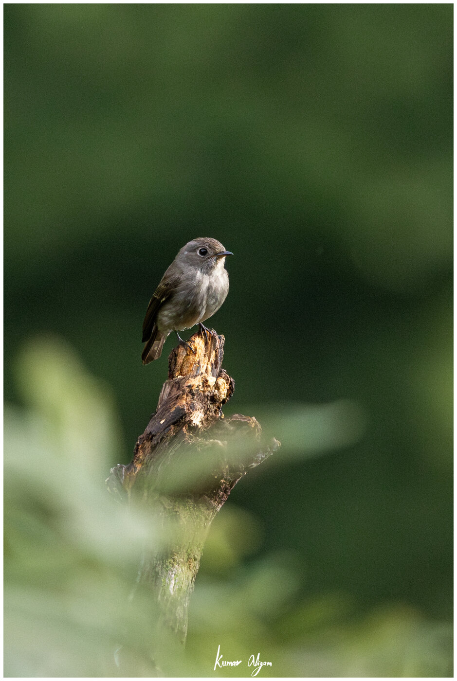 Dark-sided Flycatcher on a branch