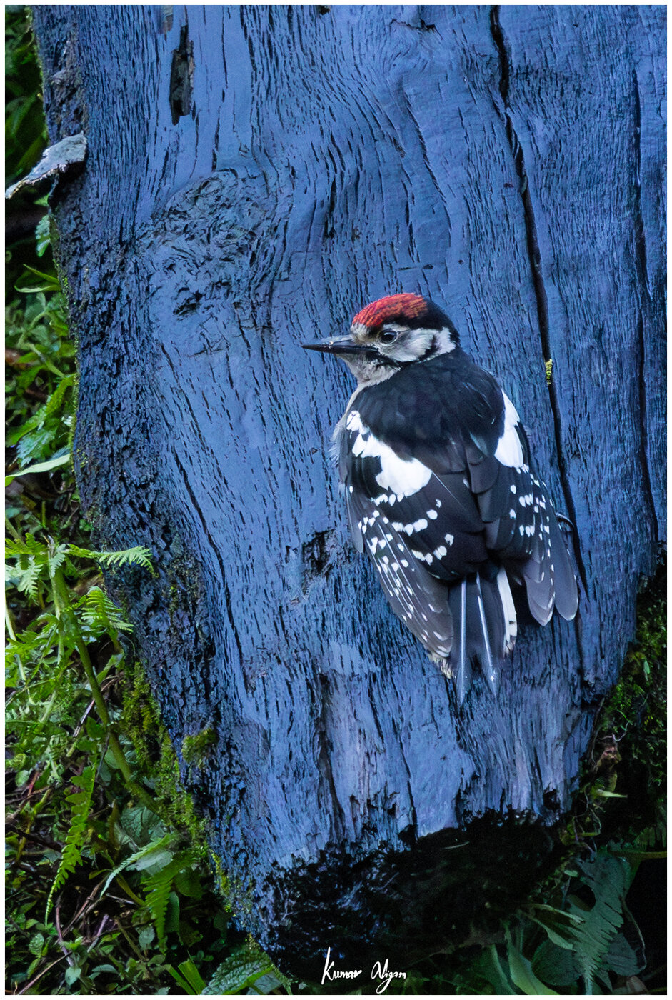 Great Spotted Woodpecker