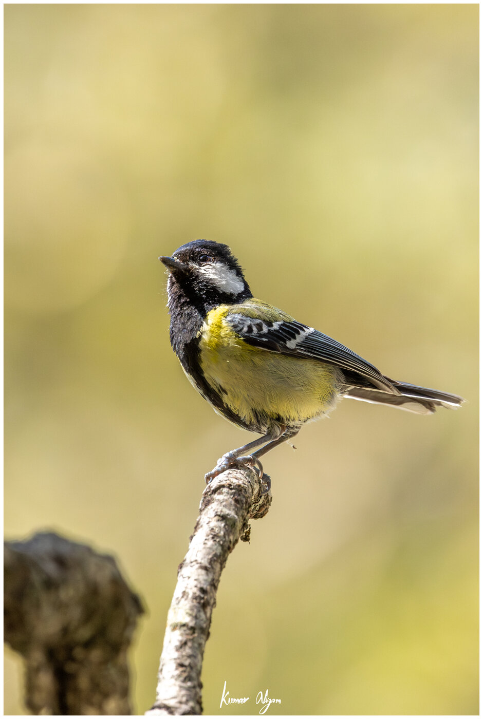 Green-backed Tit