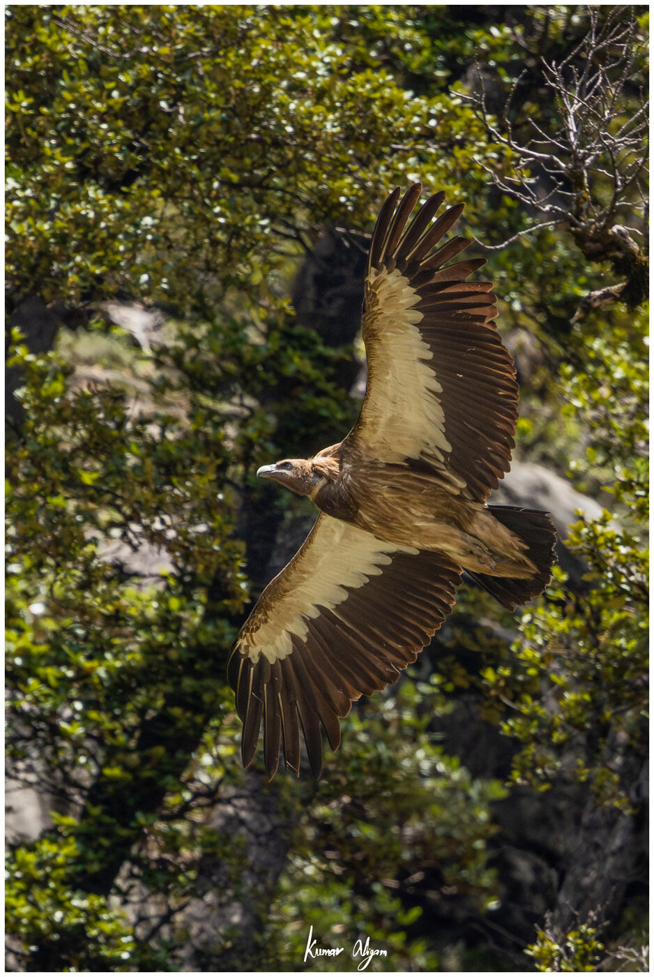 Himalayan Griffon Vulture in flight