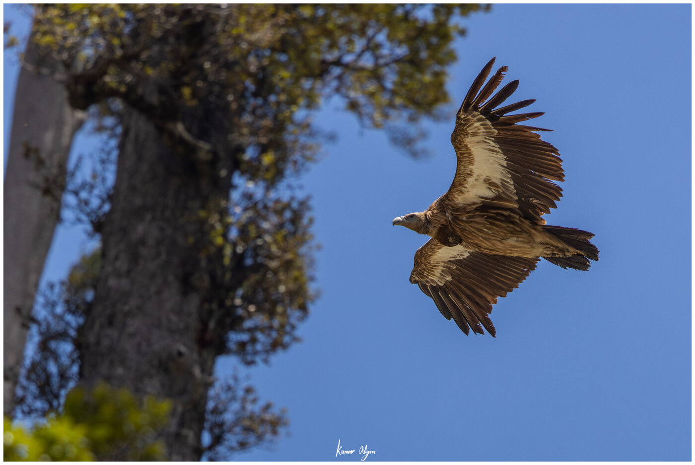 Himalayan Griffon Vulture soaring
