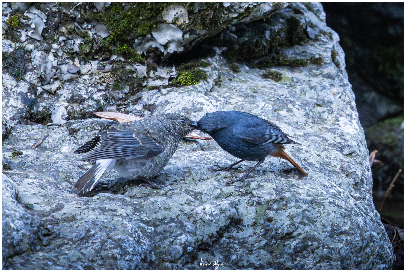 Plumbeous Redstart couple