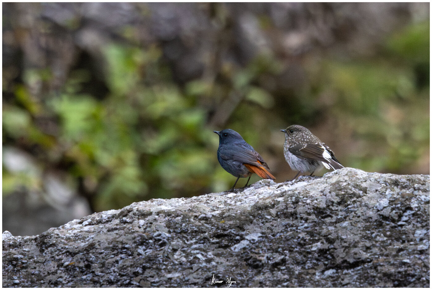 Plumbeous Redstart couple on a rock