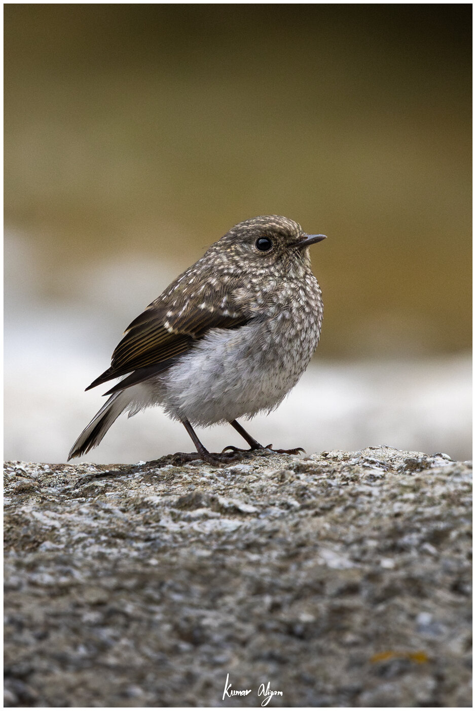 Plumbeous Redstart female