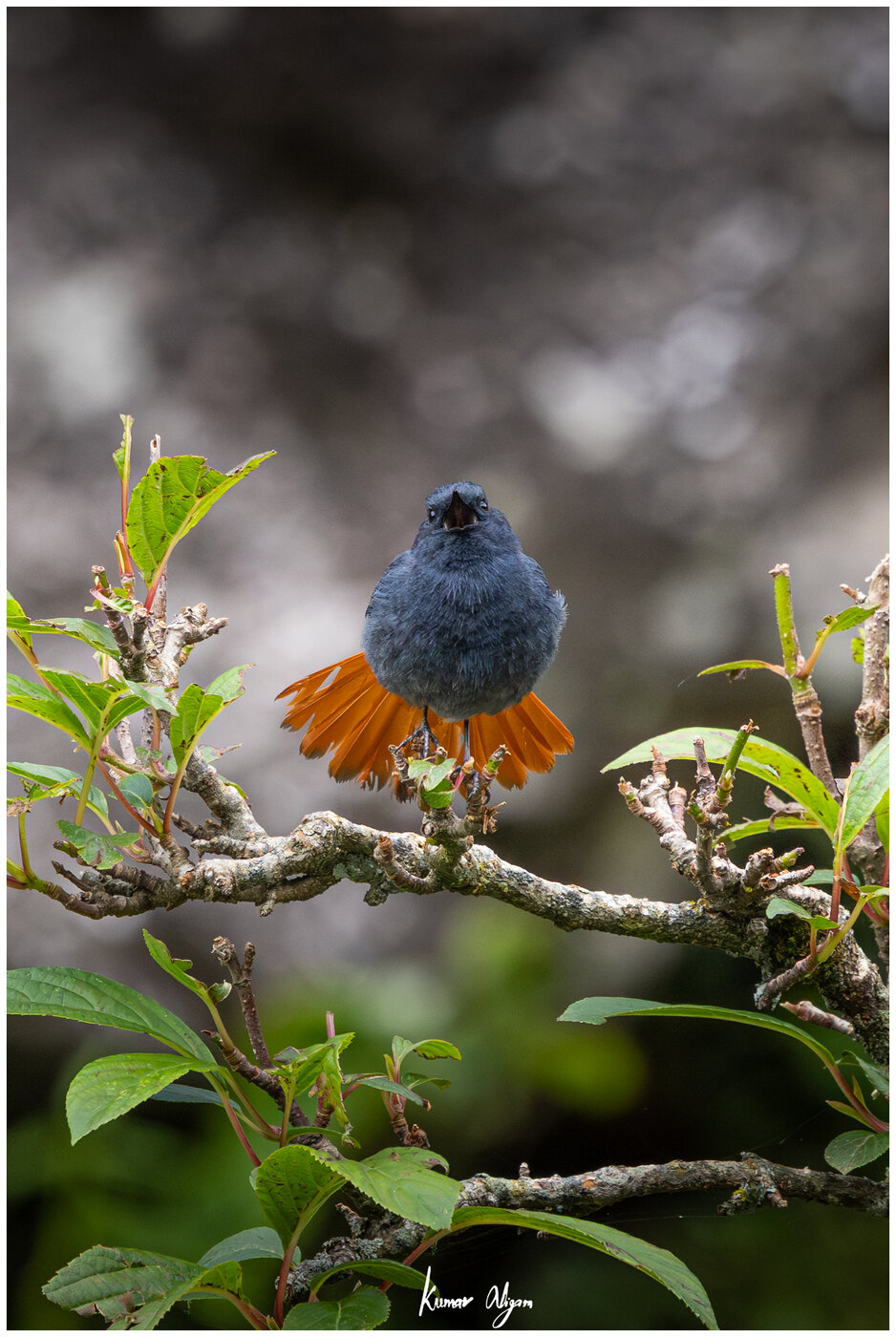 Plumbeous Redstart male