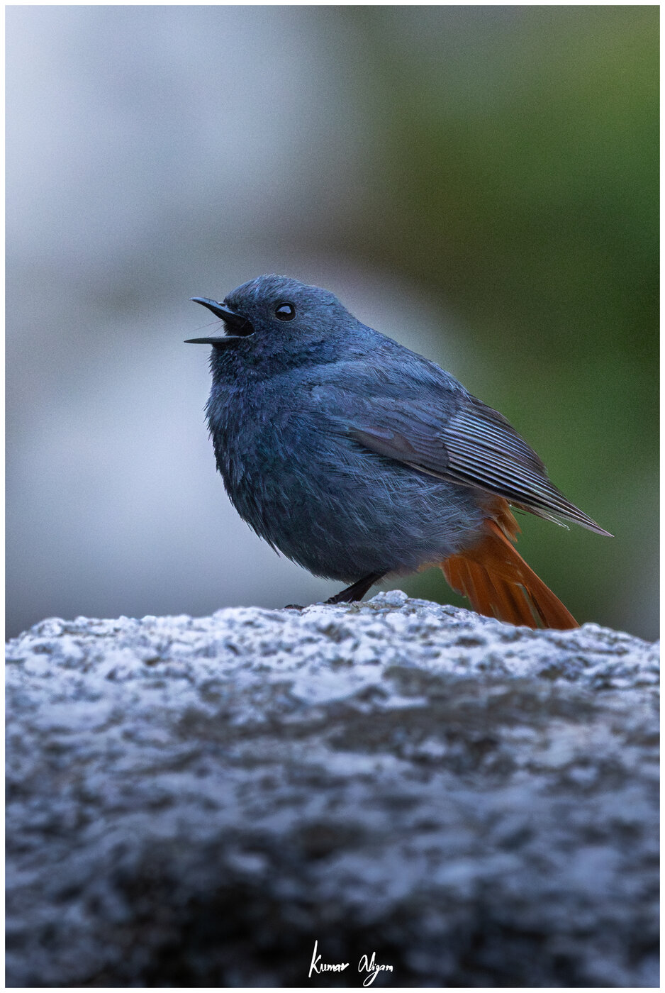 Plumbeous Redstart singing