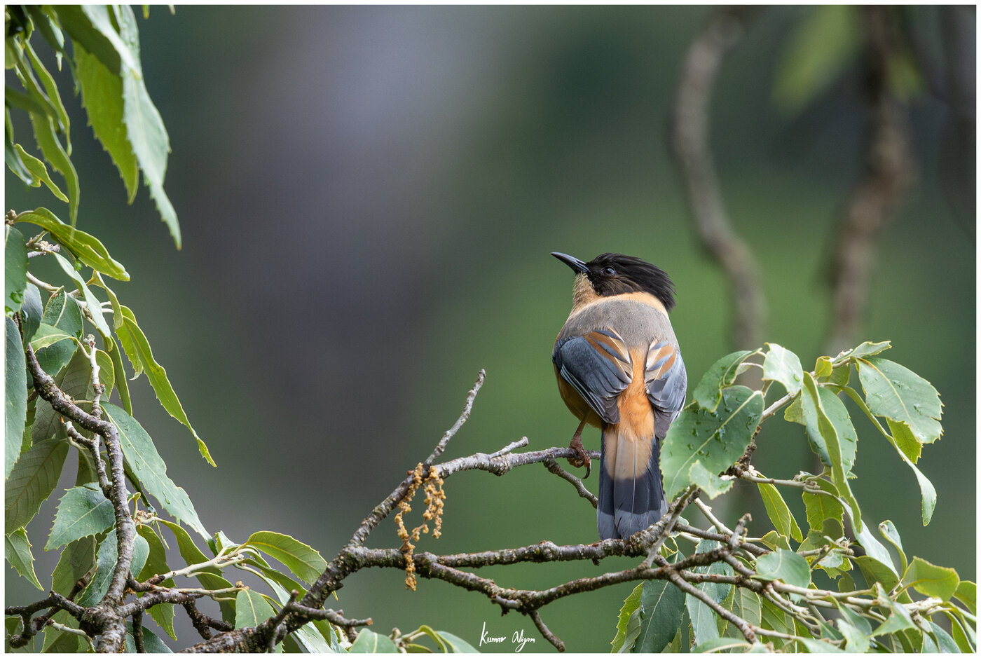 Rufous Sibia