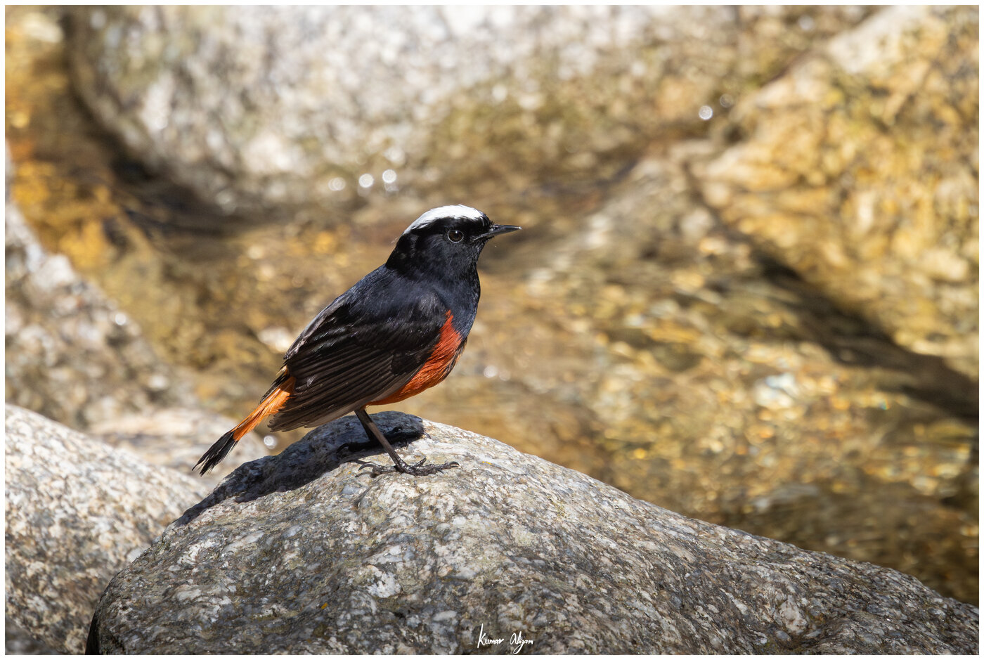 White-capped Redstart