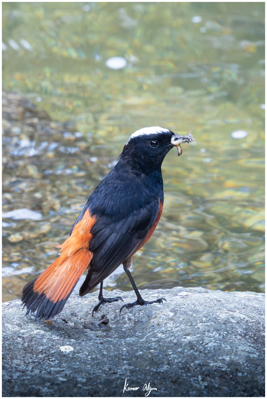 White-capped Redstart with an insect