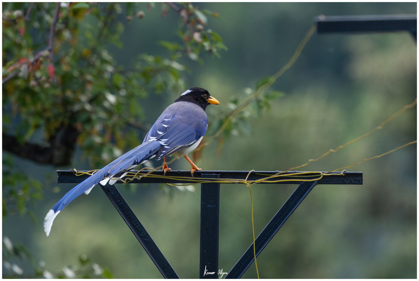 Yellow-billed Blue Magpie
