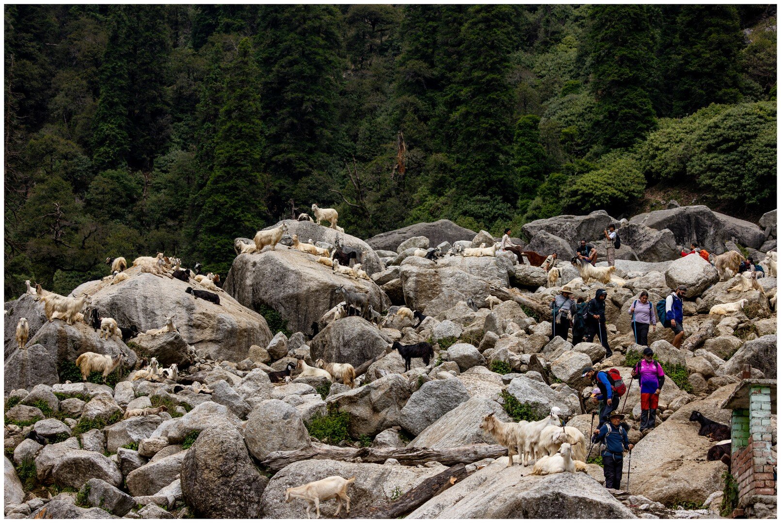A herd of goats and trekkers moving across a huge boulder field