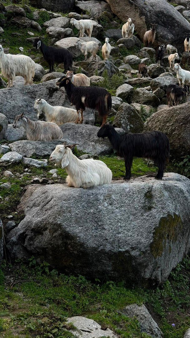 Goats resting on a large rock
