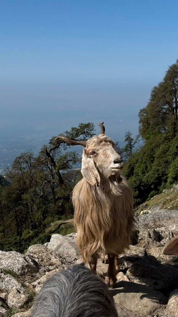 A goat looking straight at the camera on the trail